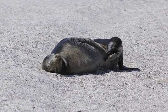 Image of Galapagos Sea Lion