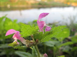 Image of spotted dead-nettle