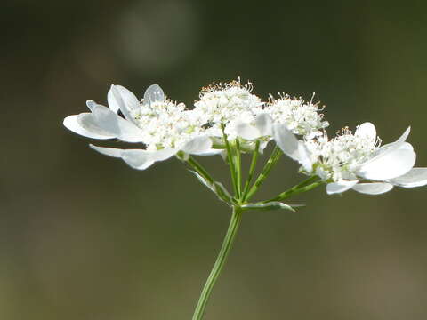 Orlaya grandiflora (L.) Hoffm. resmi