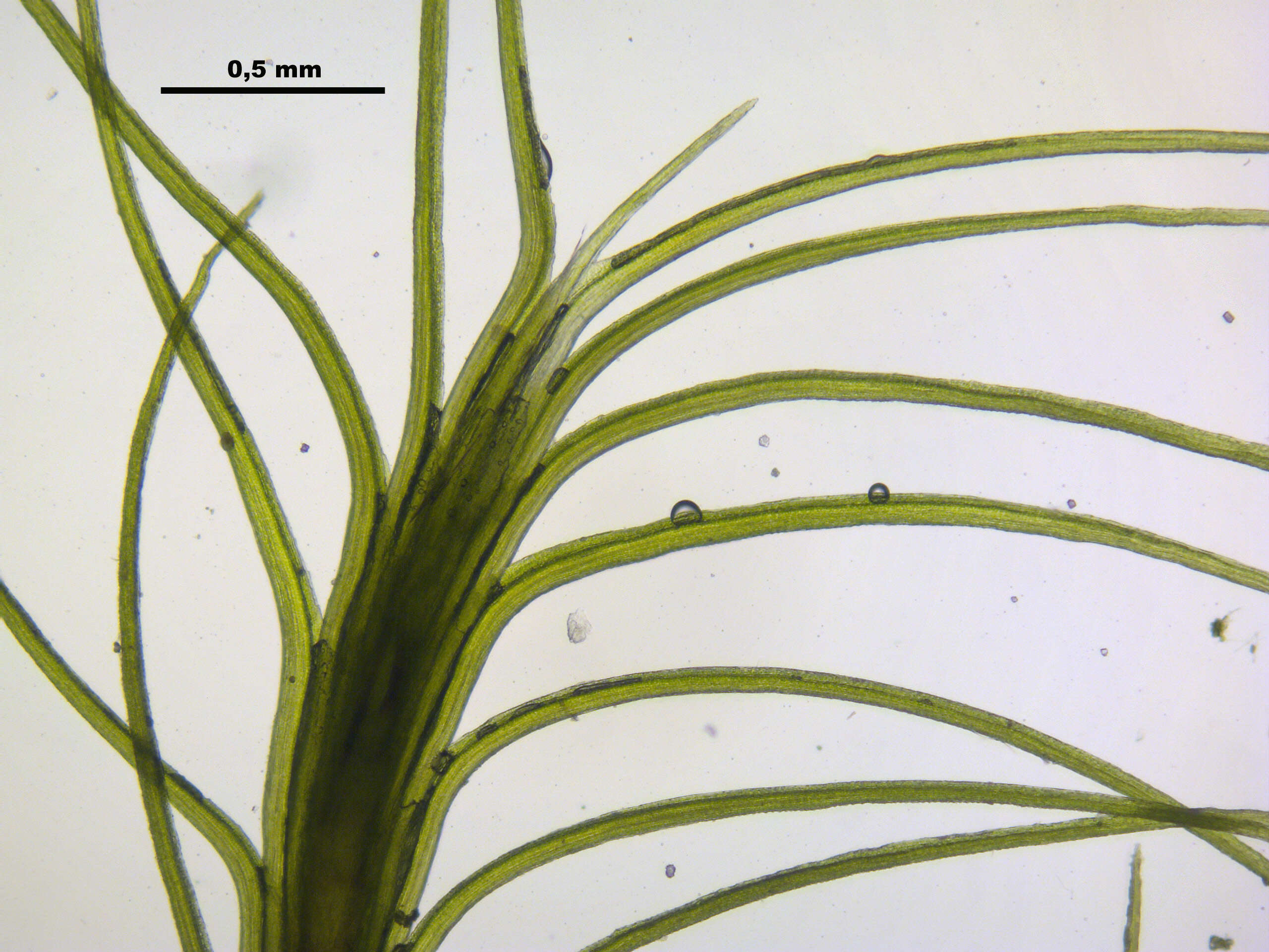 Image of distichium moss