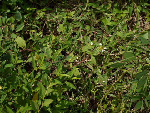 Image of rough Mexican clover