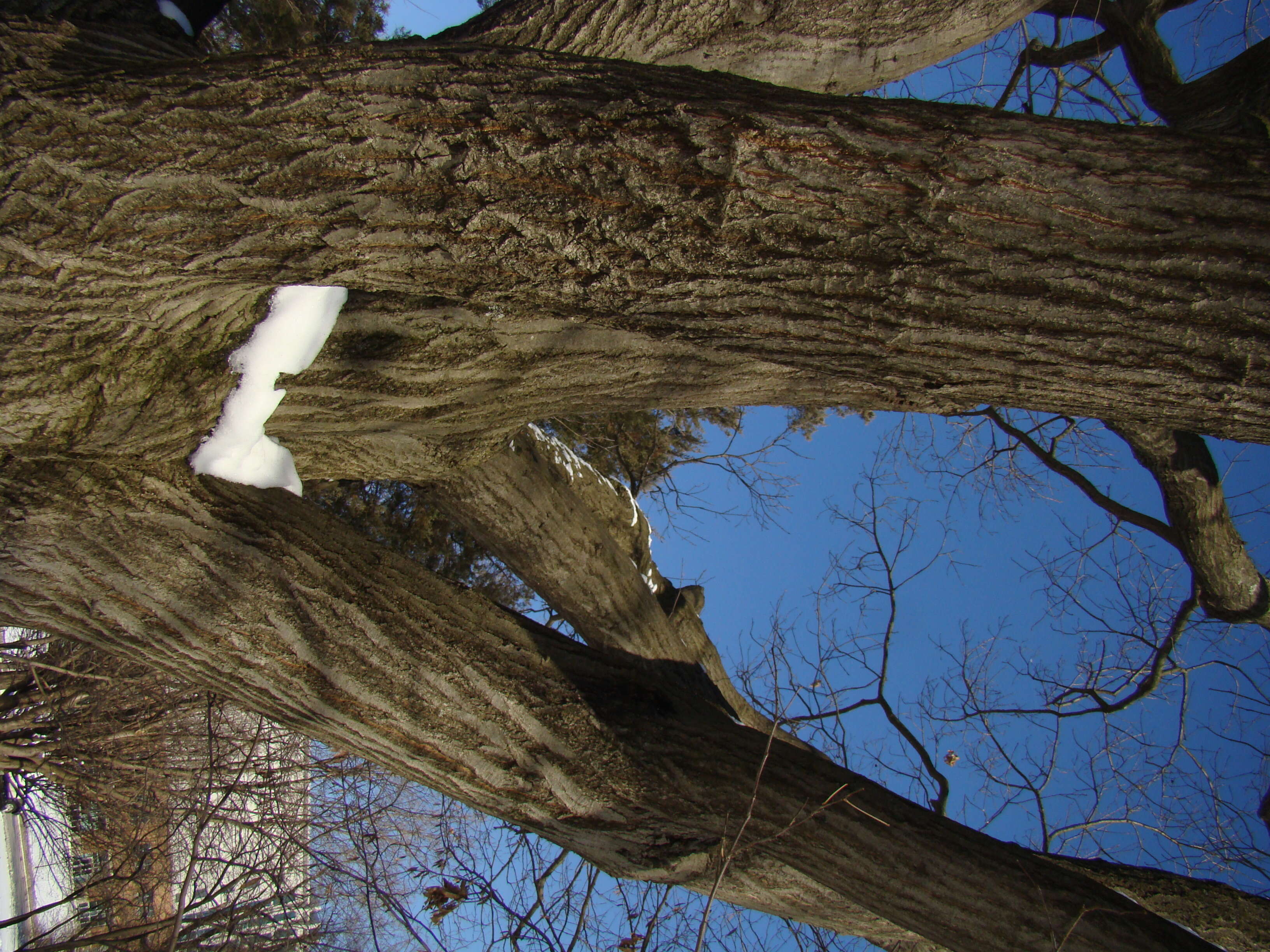 Image of Northern Red Oak