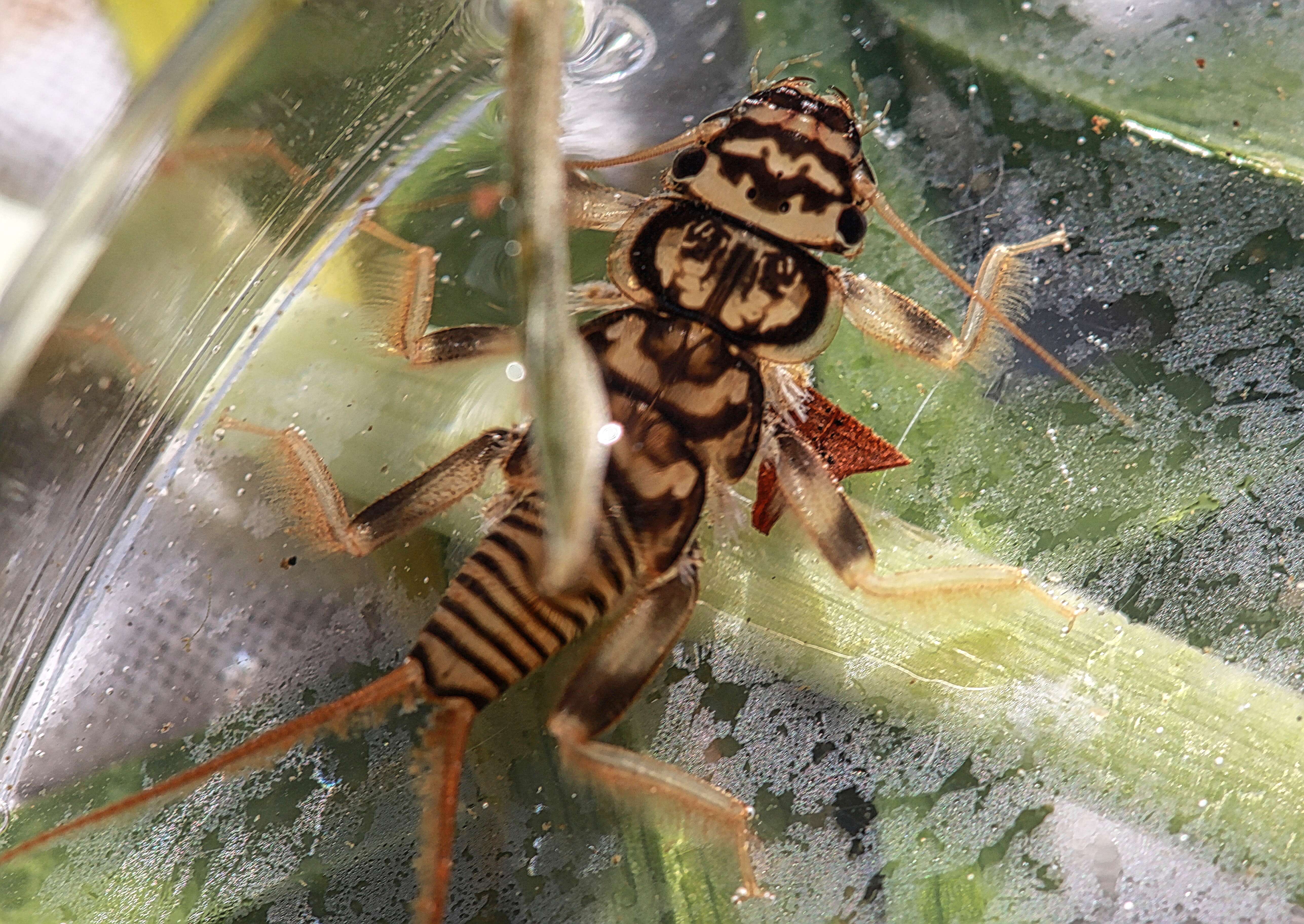 Image of Acroneuria lycorias (Newman 1839)