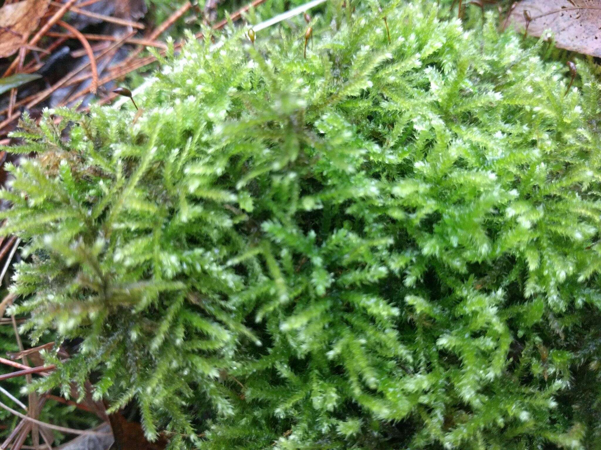 Image of common striated feather-moss