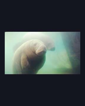 Image of manatees