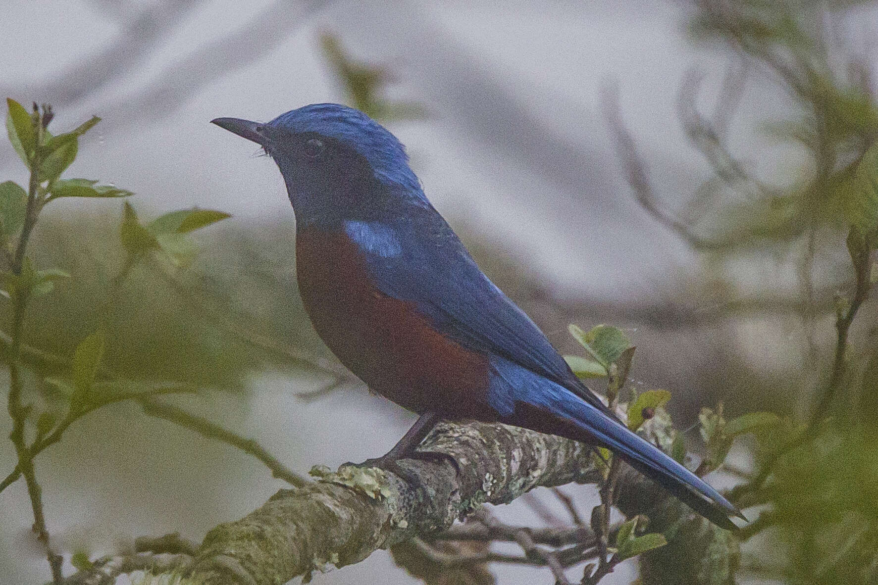 Image of Chestnut-bellied Rock Thrush