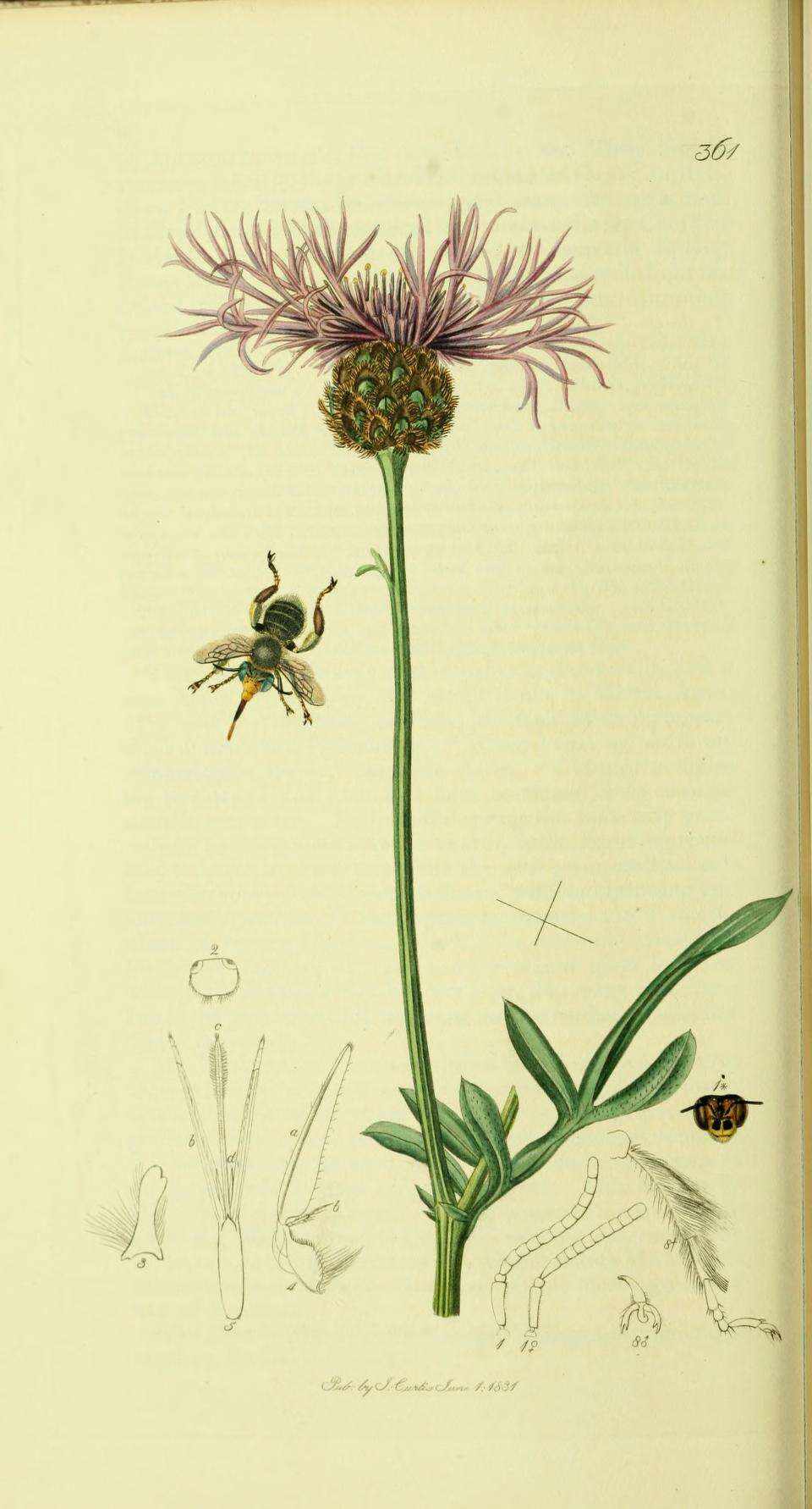 Image of Anthophora bimaculata (Panzer 1798)