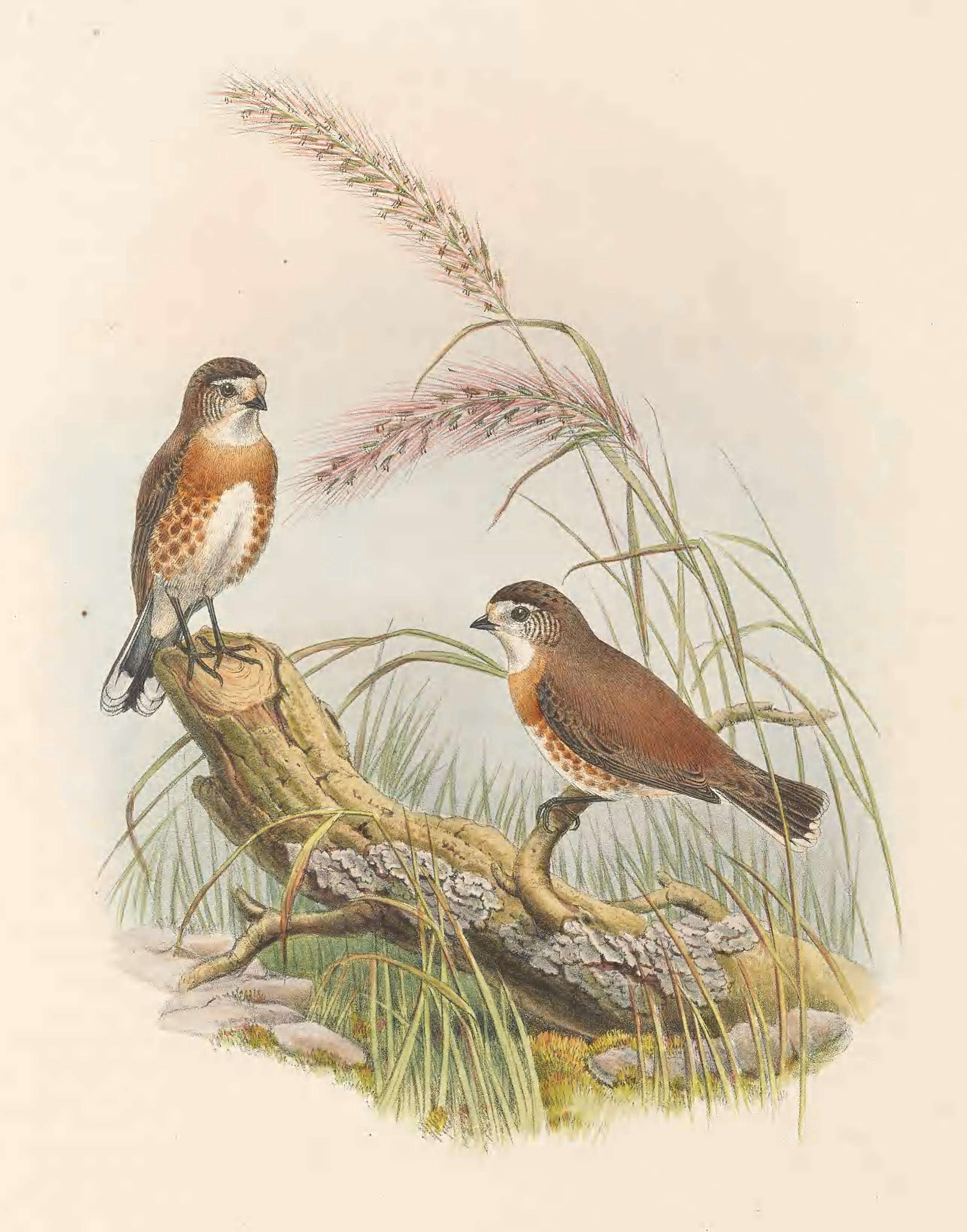 Image of Chestnut-breasted Whiteface