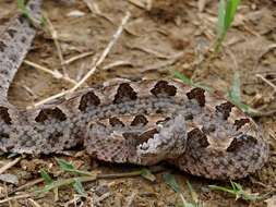 Image of Malayan Pit Viper