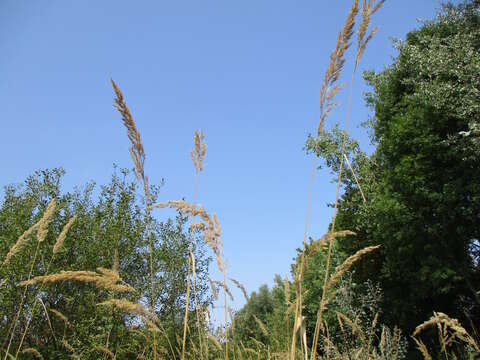 Imagem de Calamagrostis epigejos (L.) Roth