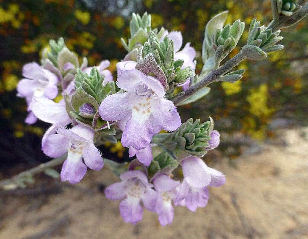 Image of Prostanthera ammophila B. J. Conn