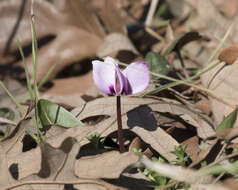 Image of Cyclamen coum Miller