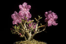 صورة Rhododendron mucronulatum Turcz.