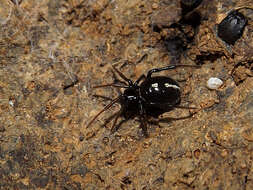 Image of Steatoda