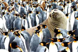 Image of South Atlantic Elephant-seal