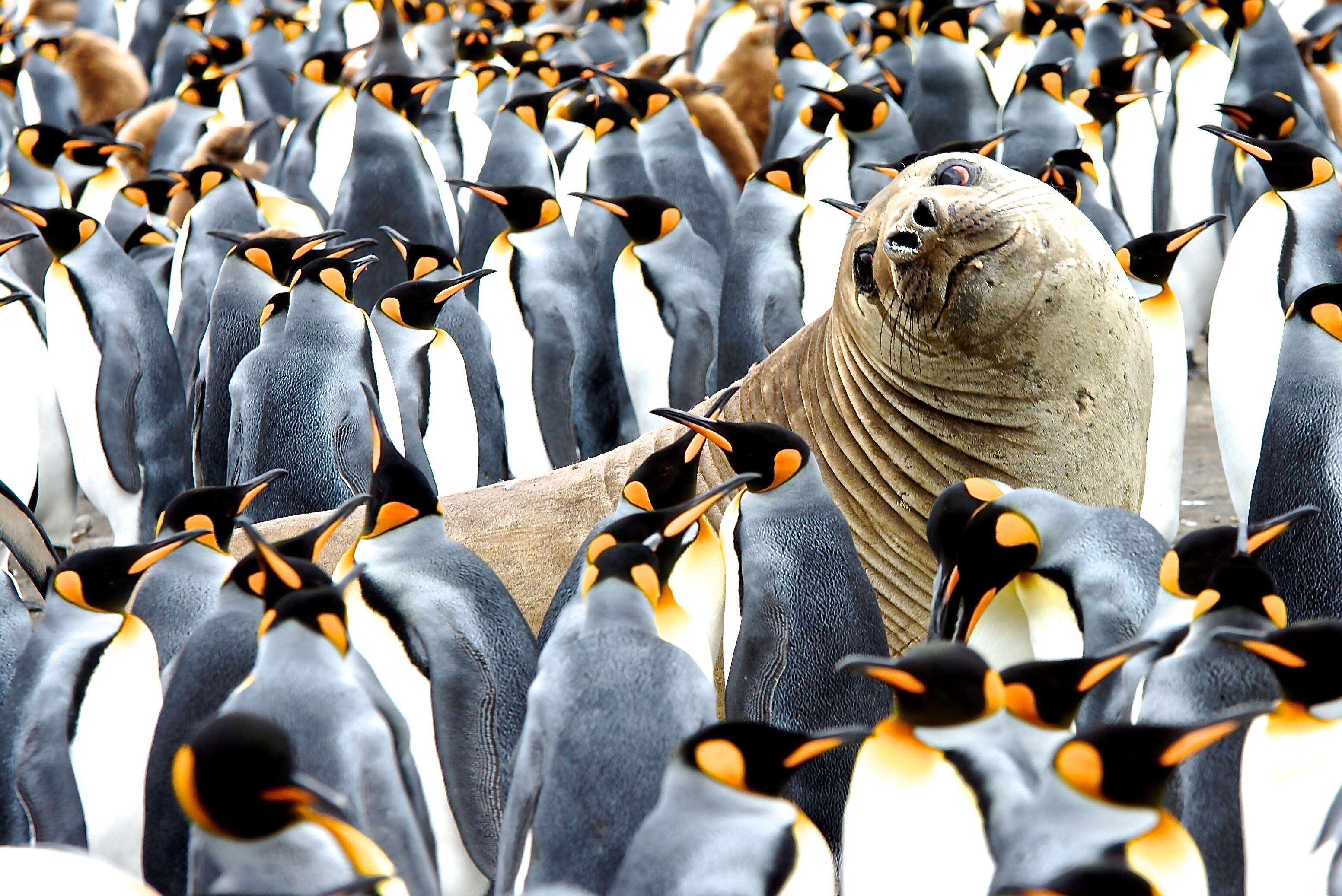 Image of South Atlantic Elephant-seal