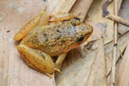 Image of Red Stream Frog