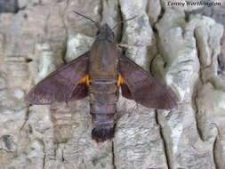 Image of Macroglossum corythus Walker 1856