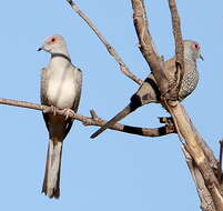 Image of Diamond Dove