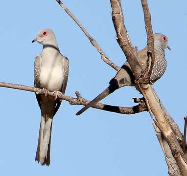 Image of Diamond Dove