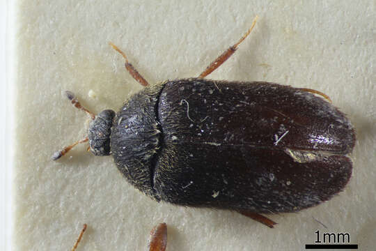 Attagenus unicolor (Brahm 1791) resmi