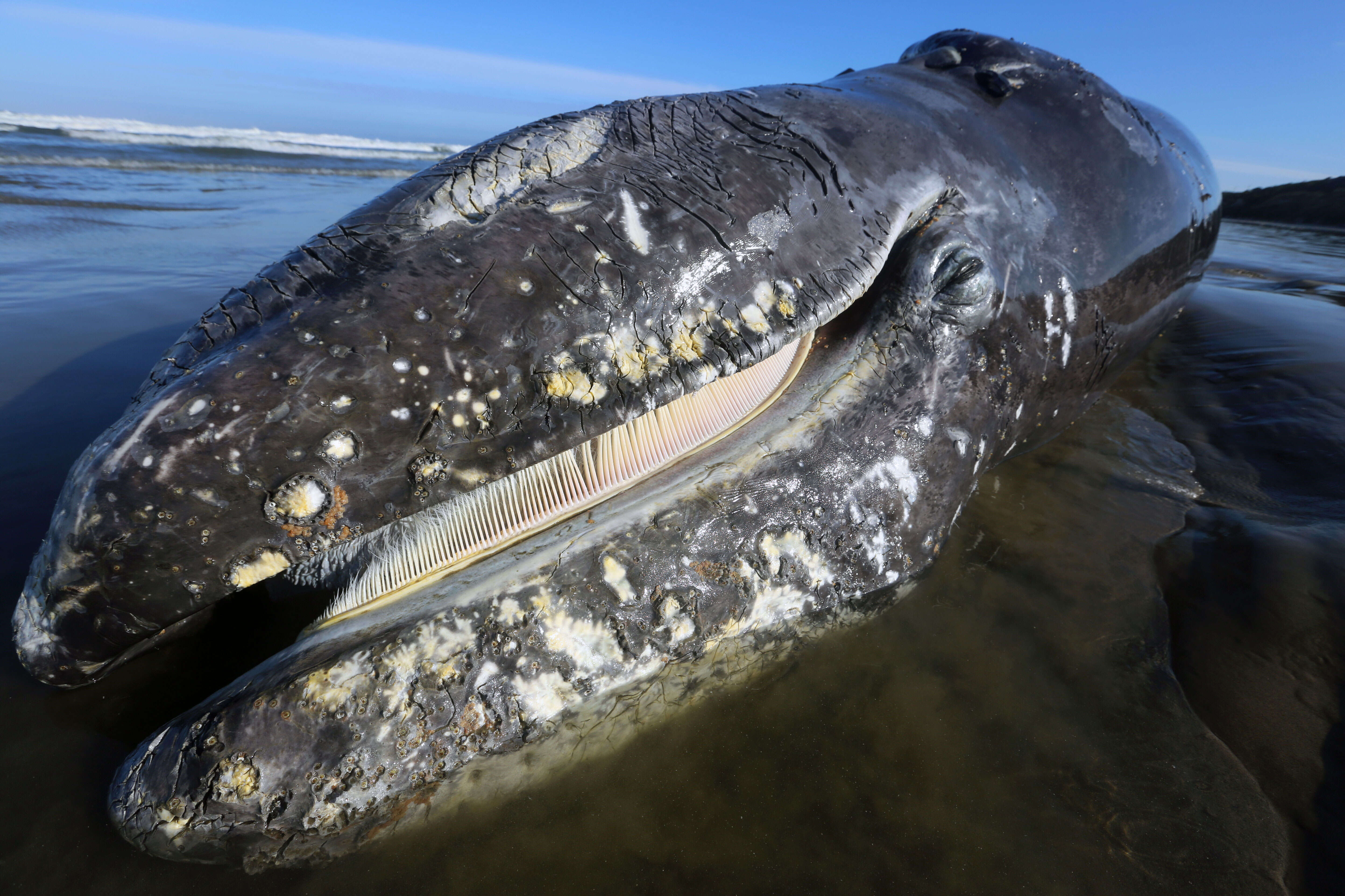 Image of gray whales