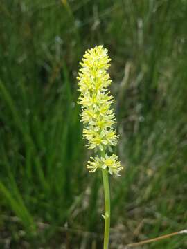 Image of Tofield's asphodel