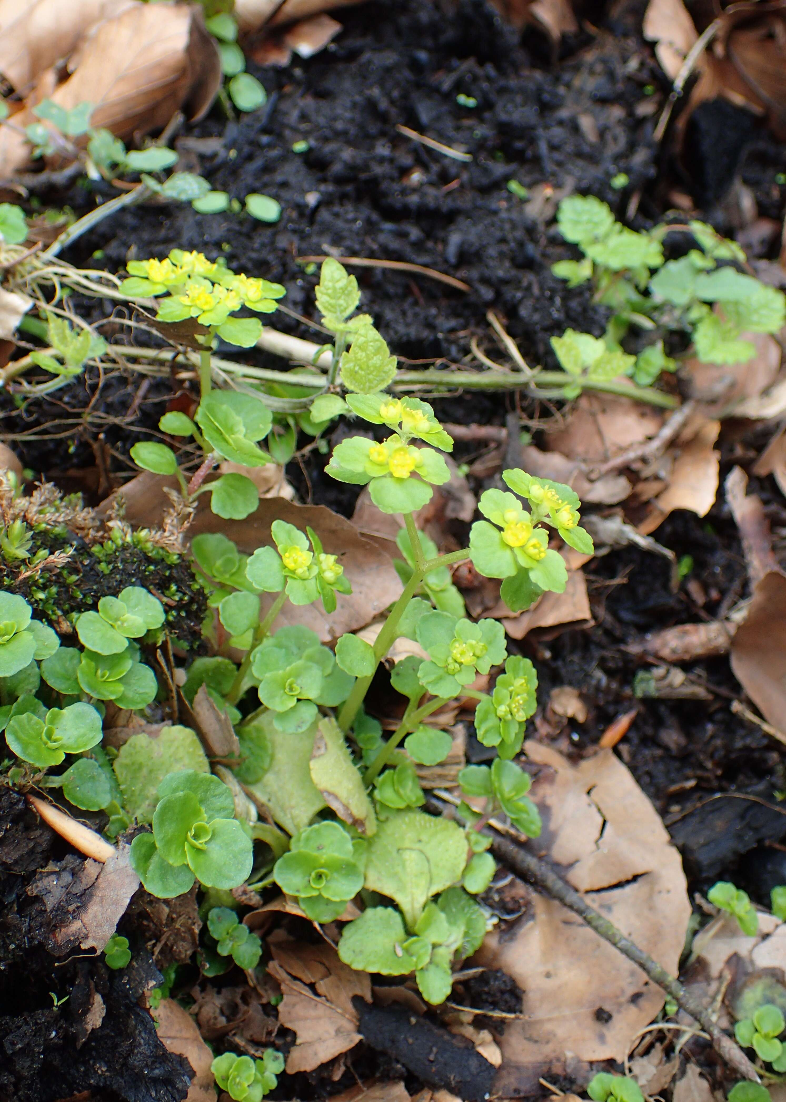 Image of Opposite-leaved Golden Saxifrage