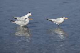 Image of Royal Tern