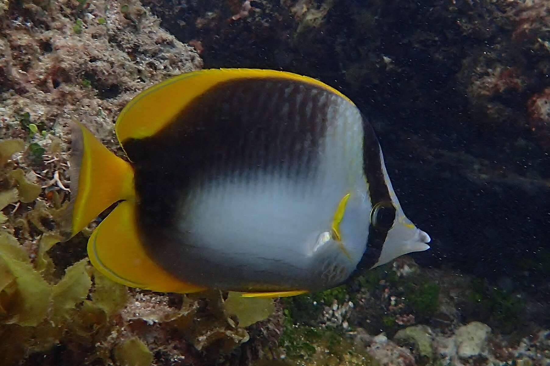 Image of Somali Butterflyfish