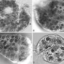 Rhodomonas Karsten 1898 resmi