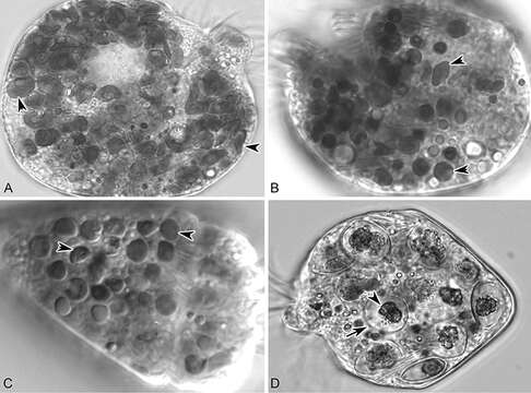 Image of Pyrenomonadaceae