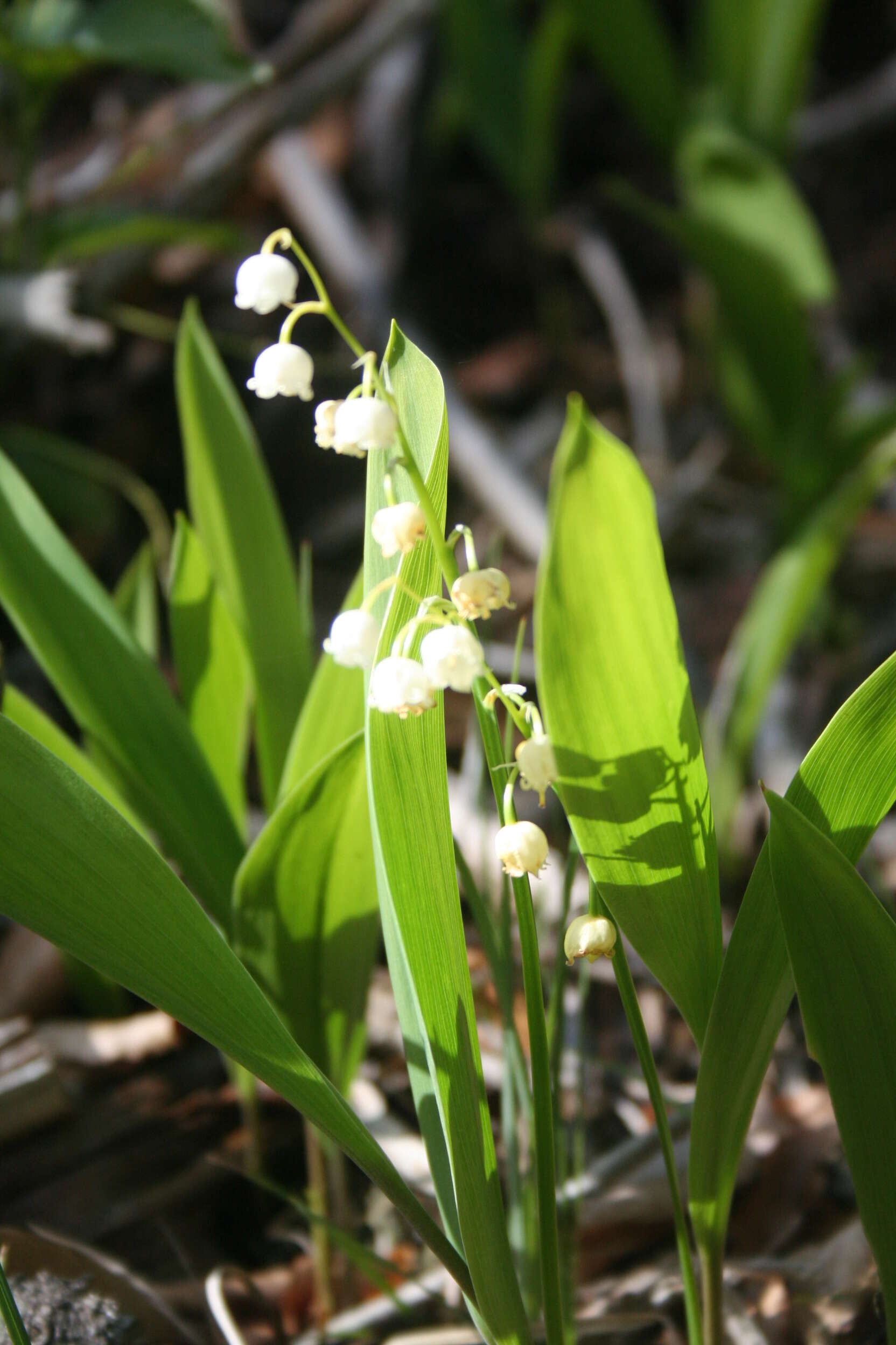 Image of convallaria