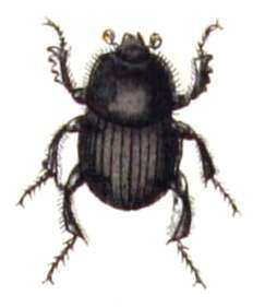 Imagem de Euonthophagus