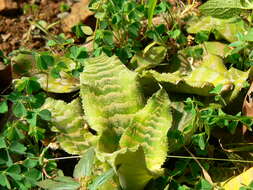 Image of Cryptanthus