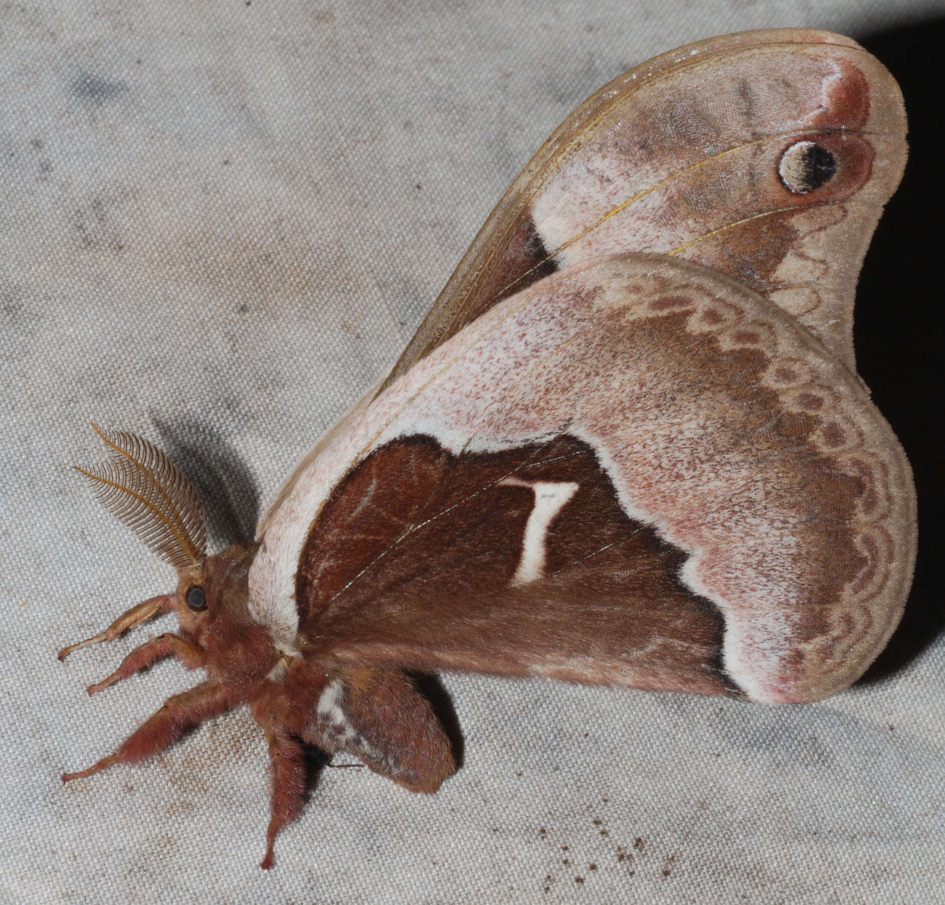 Image of Tulip-tree Silkmoth