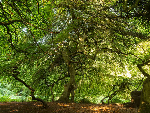 Image of Fagus sylvatica var. suentelensis