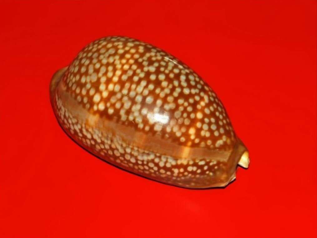 Image of Atlantic deer cowrie