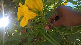 Image of Yellow bells