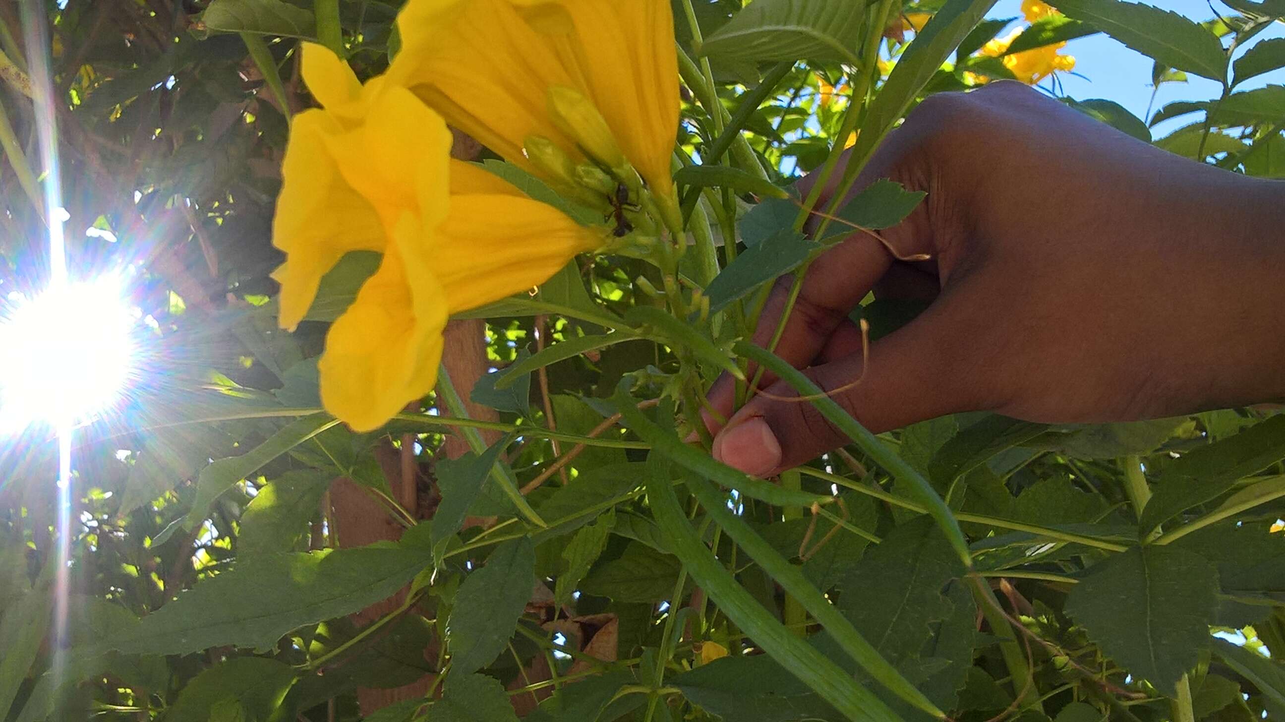 Image of Yellow bells