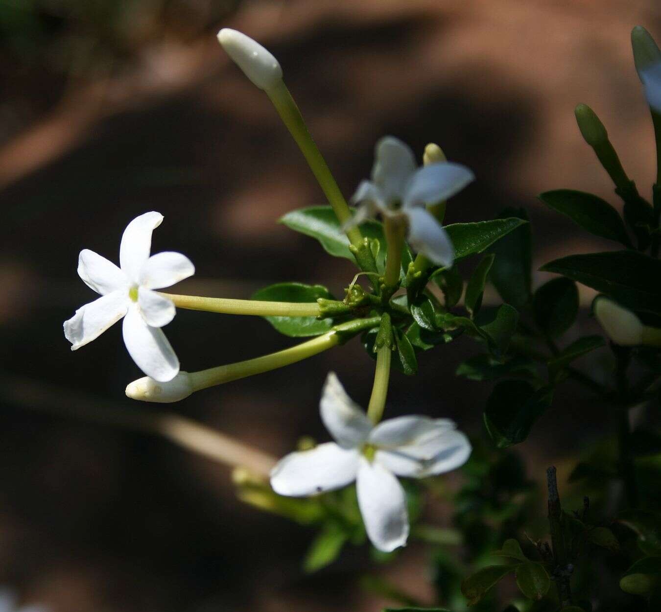 صورة ياسمين