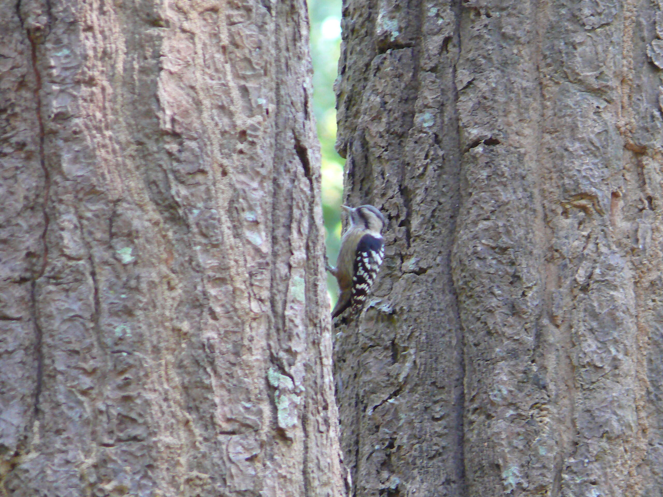 Image of Dendrocopos canicapillus