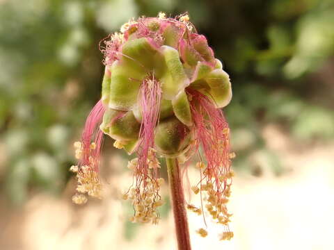 Слика од Poterium sanguisorba L.