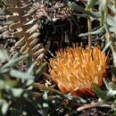 Image of Banksia aurantia (A. S. George) A. R. Mast & K. R. Thiele