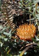 Image of Banksia aurantia (A. S. George) A. R. Mast & K. R. Thiele