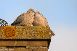 Image of Collared Dove