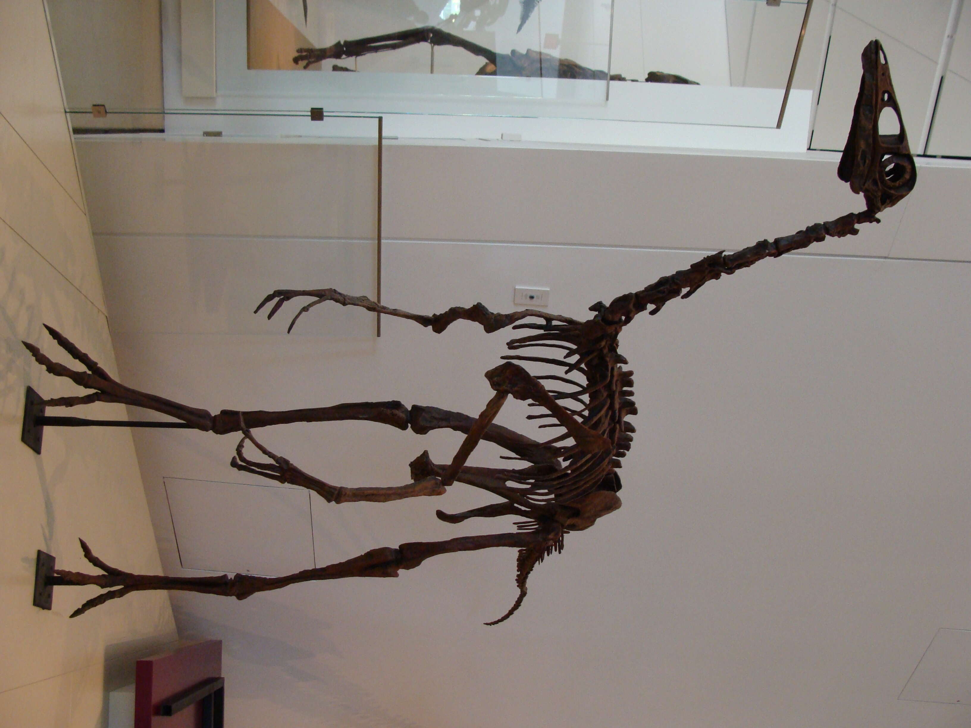 Image of ornithomimids