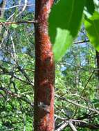 Plancia ëd Crataegus saligna Greene