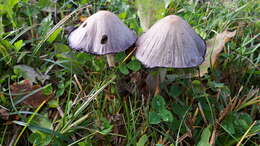 Coprinopsis atramentaria (Bull.) Redhead, Vilgalys & Moncalvo 2001 resmi