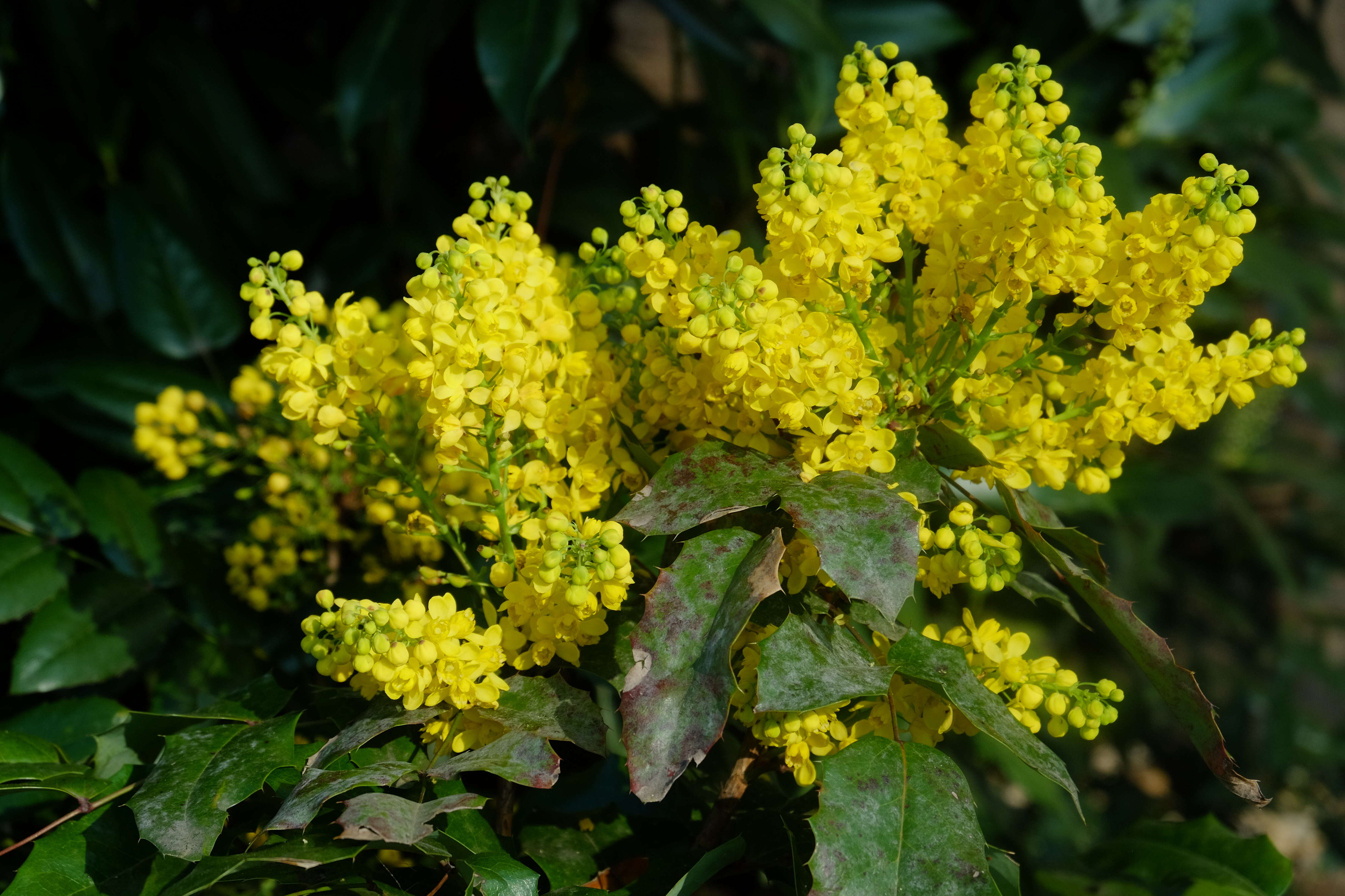 Image of Hollyleaved barberry